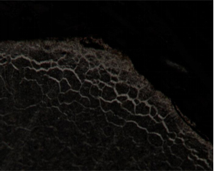 بدون عنوان - 5.